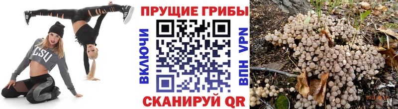 Псилоцибиновые грибы ЛСД  даркнет сайт  Злынка 